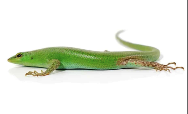 Emerald Tree Skink For Sale
