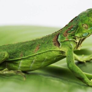 Green Iguana for Sale