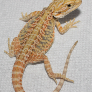 Hypo Bearded Dragon For Sale