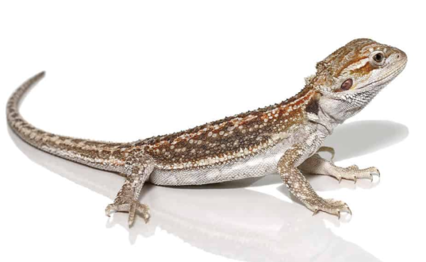 Hypo Citrus Dunner Bearded Dragon For Sale