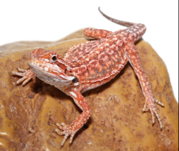 Inferno Dunner Bearded Dragon For Sale
