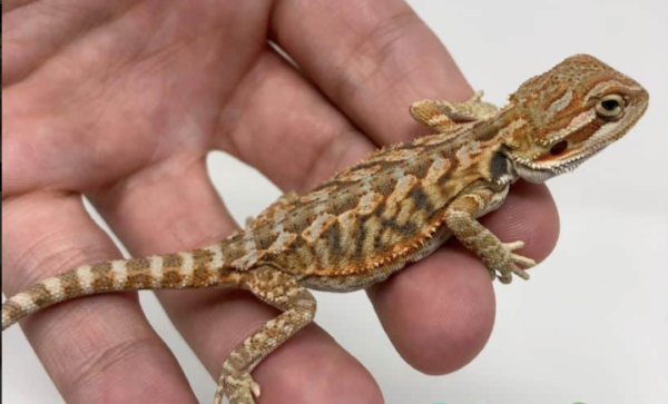 Inferno bearded dragon For Sale