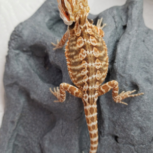 Leatherback Bearded Dragon For Sale