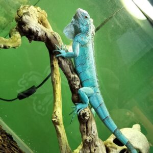 Miami Blue Iguana For Sale