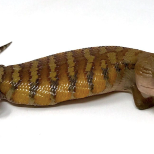 Northern Blue Tongue Skink For Sale