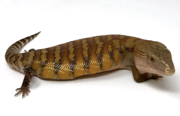 Northern Blue Tongue Skink For Sale