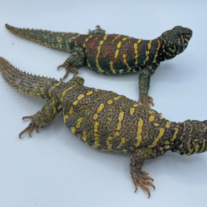 Ornate Uromastyx for Sale