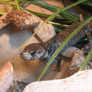 Pink Tongue Skink for Sale