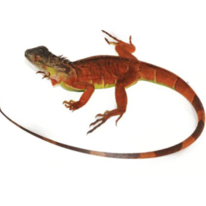 Red Iguana for Sale