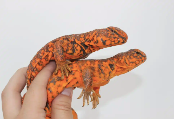 Red Niger Uromastyx for Sale