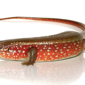 Red Sided Skink For Sale