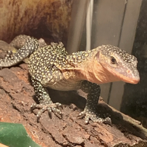 Russell Island Mangrove Monitor For Sale