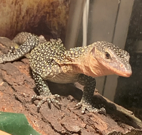Russell Island Mangrove Monitor For Sale