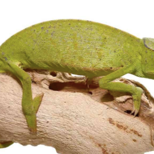 Senegal Chameleon for Sale