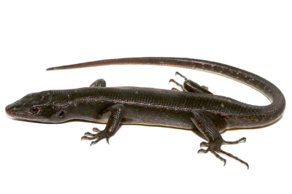 Solomon Island Black Tree Skink For Sale