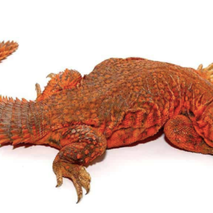 Super Red Uromastyx For Sale