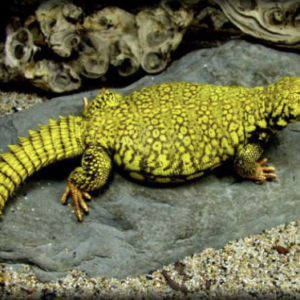 Super Yellow Uromastyx For Sale