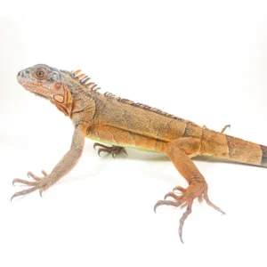 White Head Red Iguana For Sale