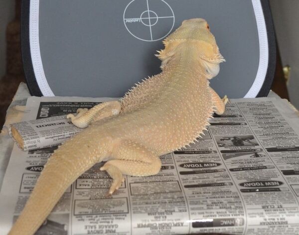 Witblit Bearded Dragon For Sale