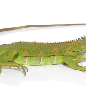 Yearling Green Iguana For Sale